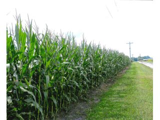 122+/- Acre parcel of land with 56+/- tillable, 65+/- woods, and pasture land plus a small creek running through property.

The cell tower is not included with this farm.
 - Tillable Land, Recreational Land, Woods, Pasture Land & Small Creek